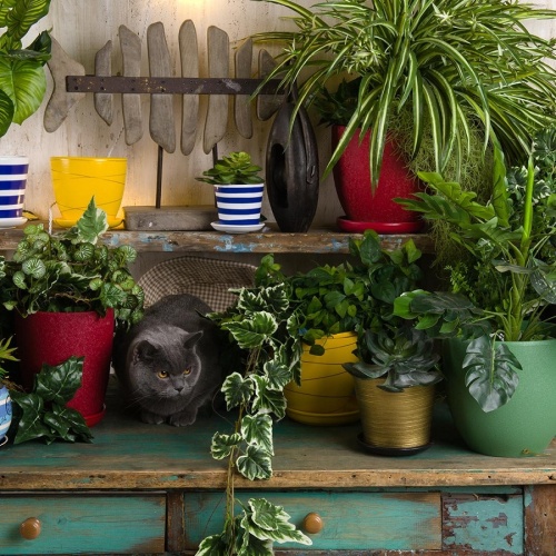 Горшок керамика 14,7*13см 1,0л БРОНЗОВЫЙ с подставкой (глянец) Магамакс BH-05-12 фото 3